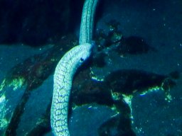 Haus des Meeres 4.02.2026